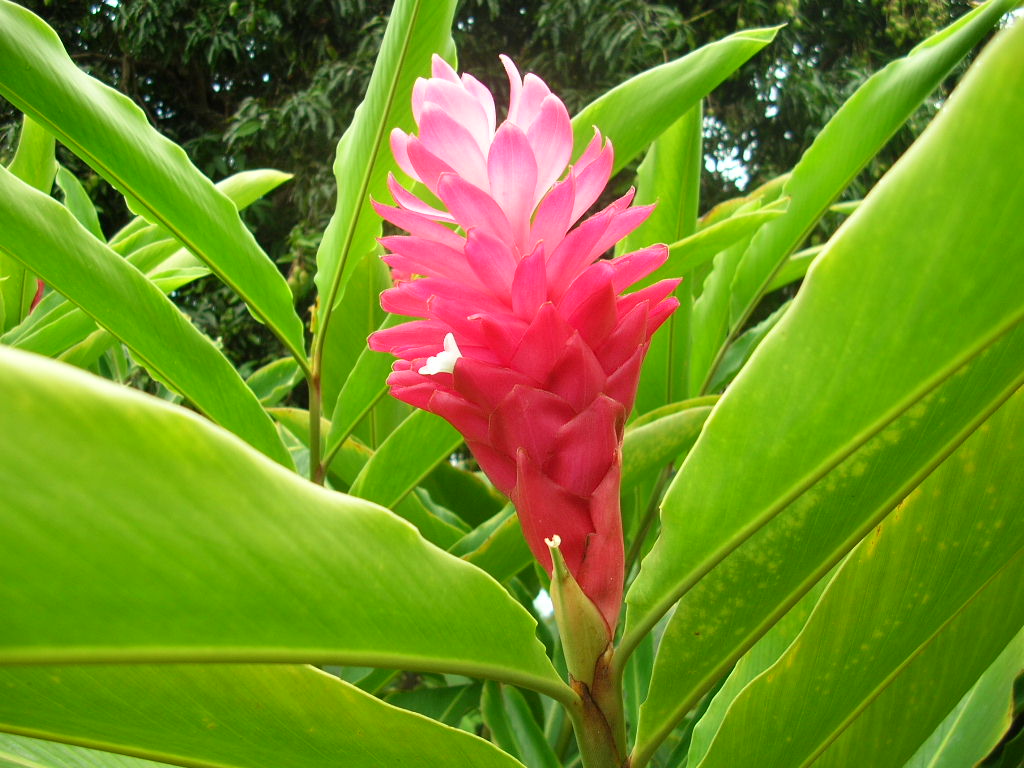 ハワイ島　コナ